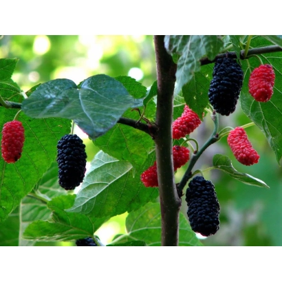 Чорні та червоні ягоди шелковиці на гілці з зеленими листками - АДМІРАЛЬСЬКА