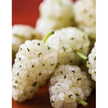 Fresh white mulberry berries of the Joy variety on a red background