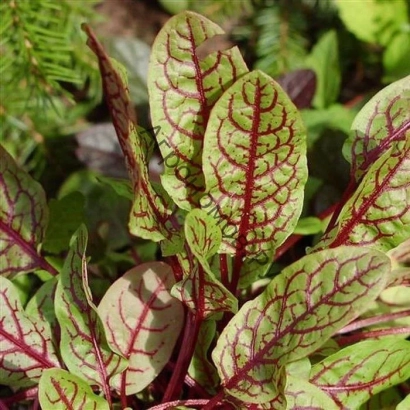 Щавель с красными узорами на листьях - КРАСНЫЕ УЗОРЫ