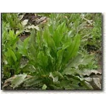 Щавель в земле - Румекс К-1