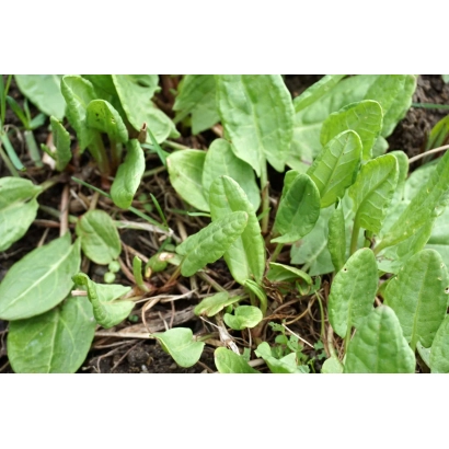 Щавель в поле - Румекс ОК-2