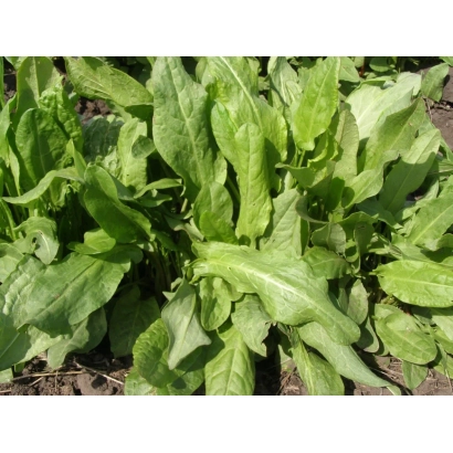 Свежие листья щавеля на грядке - Старт