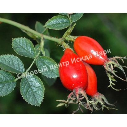 Червоні плоди шипшини сорту Іскандер на гілці - ЇЖИК