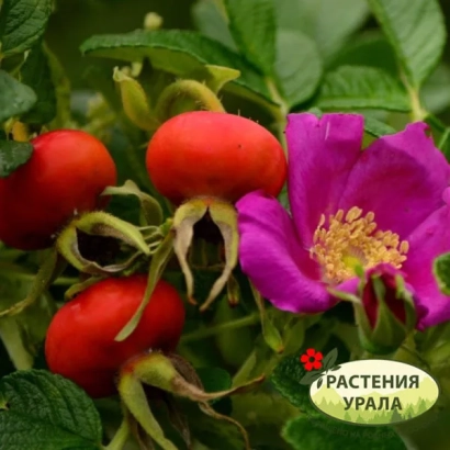 Кущ троянда з червоними ягодами та квітом, бренд РАСТЕНИЯ УРАЛА - Глобус