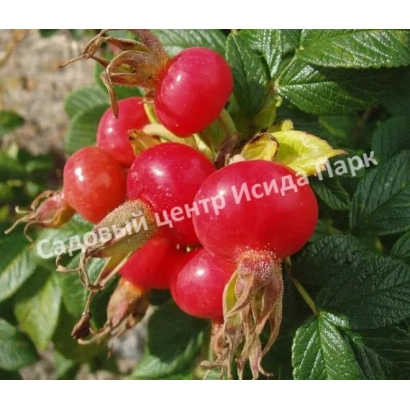 Красные плоды шиповника на зелёных листьях с надписью Садовый центр Исида Парк - Колобок