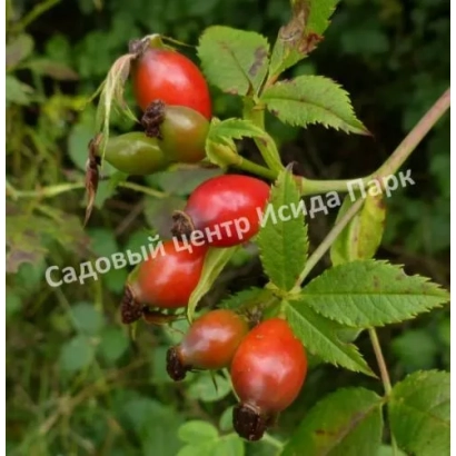 Червоні плоди шиповника на гілці з написом ПЕРВІНЕЦЬ