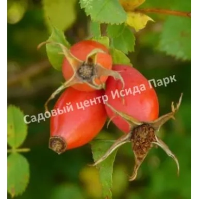 Кісті рожевих плодів шипшини на зеленому фоні з написом Садовий центр Ісіда Парк - Перемога