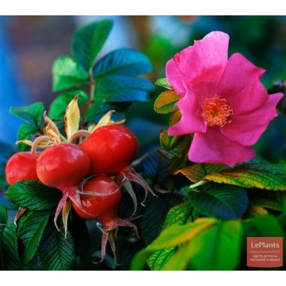 Red rosehip fruits and pink flower against green foliage - Rubin