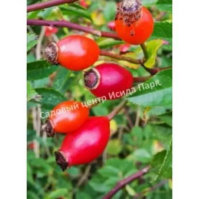 Красные плоды шиповника сорта Самарский на зелёных листьях