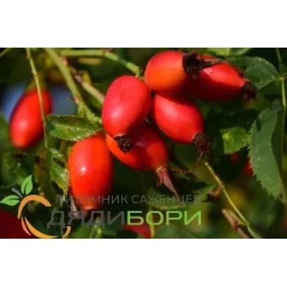 Квітки та плоди шипшини сорту Дялибори - Славутич