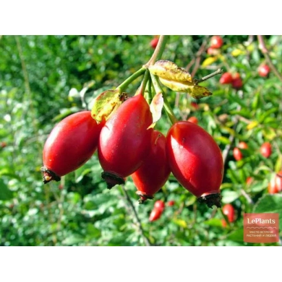 Red rose hips on a branch - Taras
