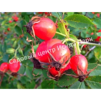 Красные плоды шиповника на зелёных листьях с надписью Садовый центр Инда Парк - ВАСИЛИЙ ИВАНОВИЧ