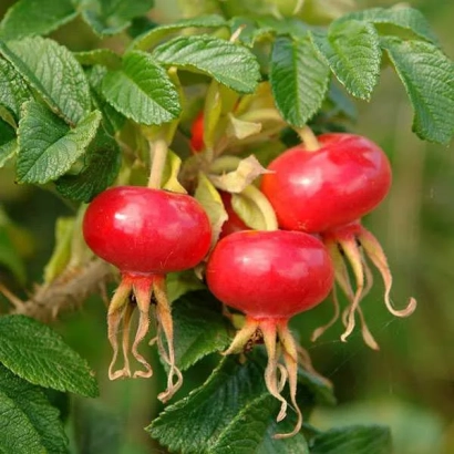 Червоні плоди шипшини на гілці з зеленими листками - ЖВАВИЙ