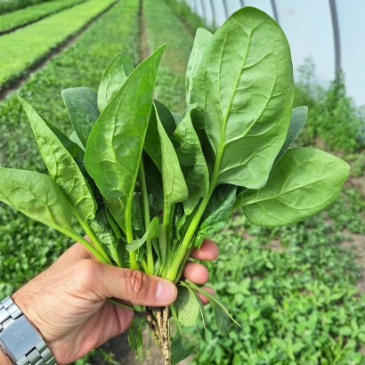 Hand holding fresh spinach against rows of crops - Accordion
