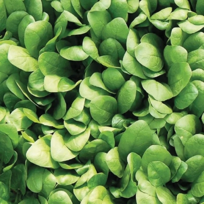 Свежий шпинат - Apollo