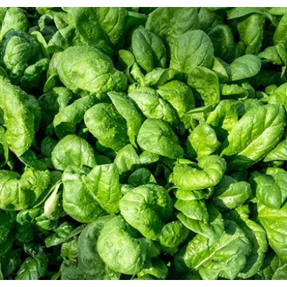 Свежий шпинат на фоне поля - Ажур