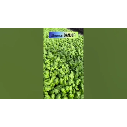 Свежий шпинат сорта BANJO на зеленом фоне - БАНДЖО