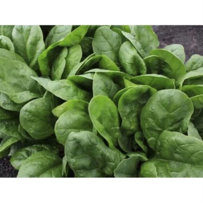 Свежий шпинат на темном фоне - Blobfish