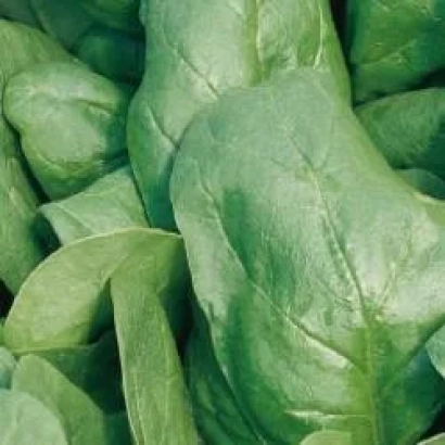 Свежие листья шпината - Чита РЦ