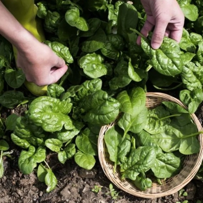 Руки собирают шпинат в корзину на грядке - Фантазия