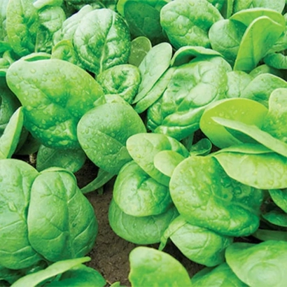 Свежие листья шпината на земле - Gnu