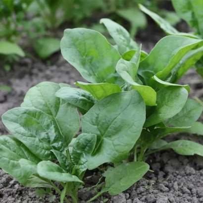 Свіжі листки шпинату на грядці - ГУДВІН