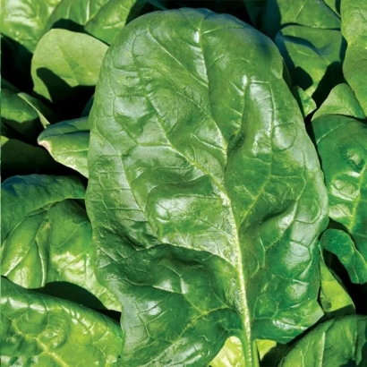 Свежие листья шпината - Hudson