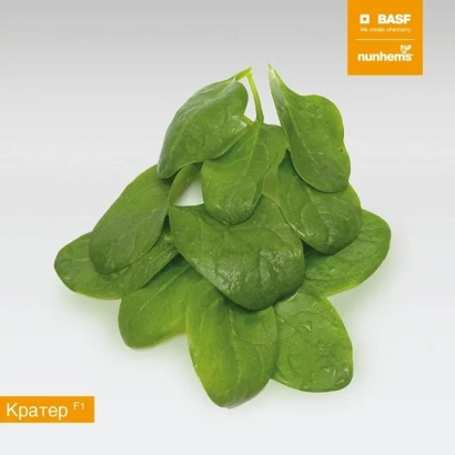 Свіжий шпинат сорту Кратер