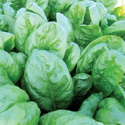 Свежий шпинат на грядке - Lagos F1