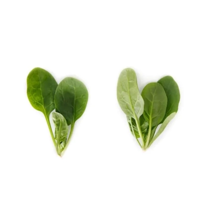 Свежие листья шпината на белом фоне - Lizard