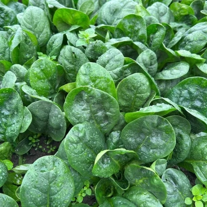 Свежий шпинат с каплями воды на листьях - Peridot