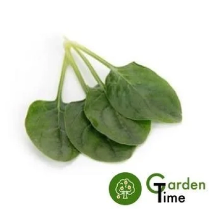 Свежие листья шпината на белом фоне с логотипом Garden Time - Pronghorn