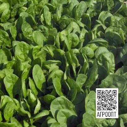 Свежий шпинат на грядке - Пума