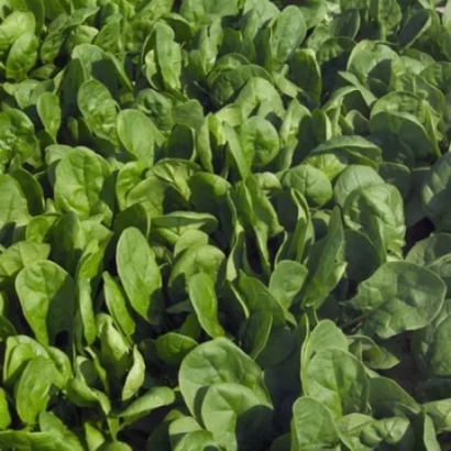 Свежий шпинат на грядке - Puma