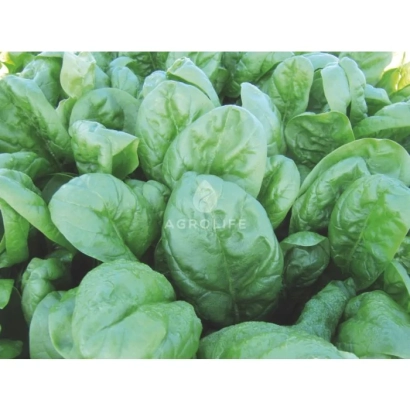 Свіжий шпинат - Рам