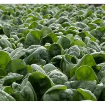 Поле шпината сорта САНТА КРУЗ