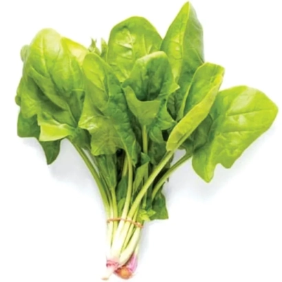 Свежий шпинат в пучке - Silverwhale