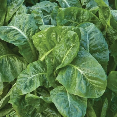 Свежий шпинат Spiros F1 на грядке