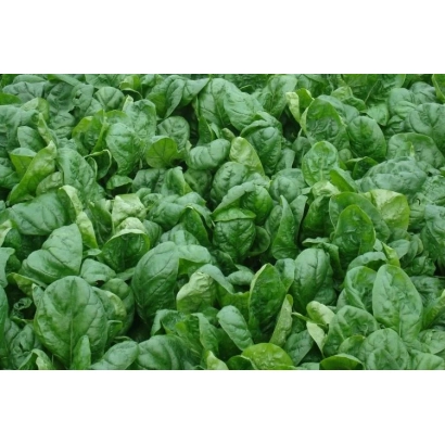 Поле шпината - СПОКЕЙН