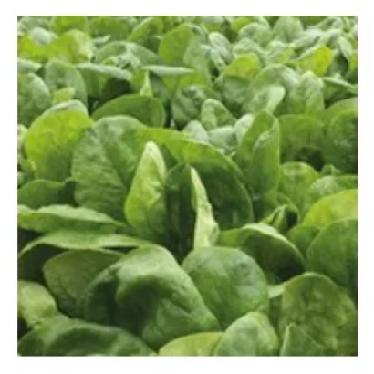 Шпинат СВ 1714 ВЦ на поле