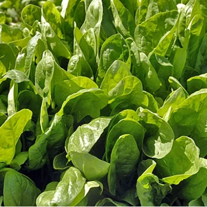 Свежие листья шпината на фоне зелени - Тонус