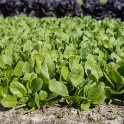 Ряды молодого шпината на грядке - Trailboss