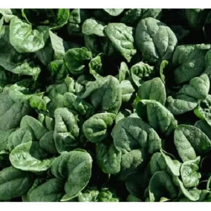 Свежие листья шпината - Traverse