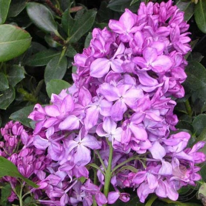 Крупный план фиолетовых цветов сирени на фоне зелени - 50-ЛЕТИЕ ОКТЯБРЯ