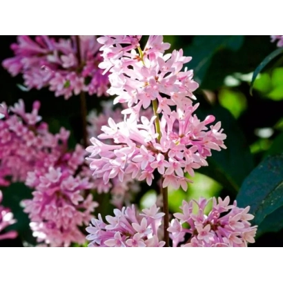 Pink lilac blossoms of BELLESENT against green foliage
