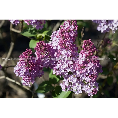 Крупный план цветущей сирени ДАФНА