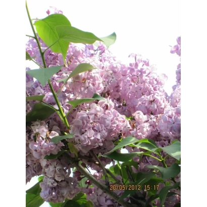 Сирень с розовыми соцветиями на фоне неба - ДОЧЬ ТАМАРА