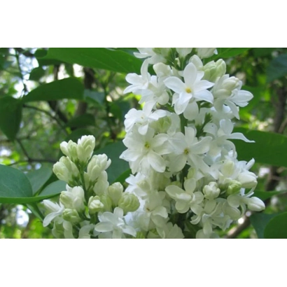 Белая сирень на фоне зелени - ЕЛЕНА ВЕХОВА