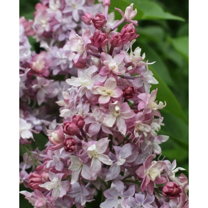 Куст сирени с цветками розово-фиолетового оттенка на фоне зелени - ФЕДЕРИКО ГАРСИА ЛОРКА