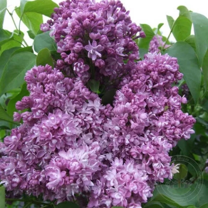 Крупный план цветущей сирени фиолетового оттенка - Красотка